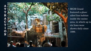 A
T
T
R
A
C
T
I
O
N
• MGM Grand
featured a glass-
sided lion habitat
inside the casino
area, in which up to
six lions were
shown daily since
1999.
 