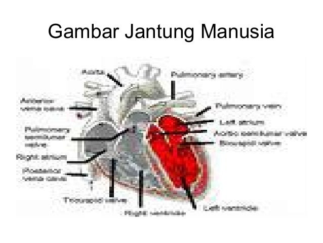 Mgmp slide peredaran  darah 