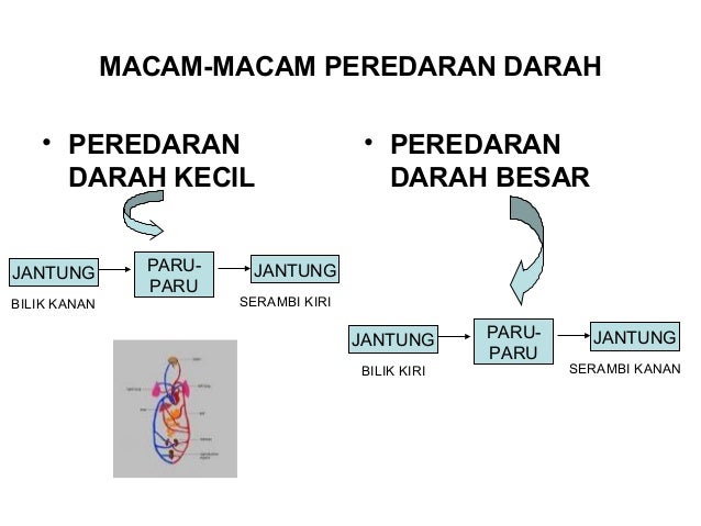 Mgmp Slide Peredaran Darah