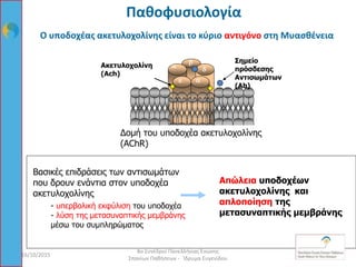 Ο υποδοχέας ακετυλοχολίνης είναι το κύριο αντιγόνο στη Μυασθένεια
e
a
a
d
b
Ακετυλοχολίνη
(Ach)
Δομή του υποδοχέα ακετυλοχολίνης
(AChR)
Σημείο
πρόσδεσης
Αντισωμάτων
(Ab)
Βασικές επιδράσεις των αντισωμάτων
που δρουν ενάντια στον υποδοχέα
ακετυλοχολίνης
- υπερβολική εκφύλιση του υποδοχέα
- λύση της μετασυναπτικής μεμβράνης
μέσω του συμπληρώματος
Απώλεια υποδοχέων
ακετυλοχολίνης και
απλοποίηση της
μετασυναπτικής μεμβράνης
16/10/2015 18
8ο Συνέδριο Πανελλήνιας Ένωσης
Σπανίων Παθήσεων - Ίδρυμα Ευγενίδου
Παθοφυσιολογία
 