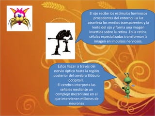 El ojo recibe los estímulos luminosos procedentes del entorno. La luz atraviesa los medios transparentes y la lente del ojo y forma una imagen invertida sobre la retina .En la retina, células especializadas transforman la imagen en impulsos nerviosos. Éstos llegan a través del nervio óptico hasta la región posterior del cerebro 8lóbulo occipital).  El cerebro interpreta las señales mediante un complejo mecanismo en el que intervienen millones de neuronas 