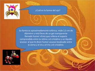 ¿Cuál es la forma del ojo? Su forma es aproximadamente esférica, mide 2,5 cm de diámetro y está lleno de un gel transparente llamado humor vítreo que rellena el espacio comprendido entre la retina y el cristalino y un líquido acuoso  al que le dicen humor acuoso localizado entre la córna y el iris y el iris y el cristalino. 