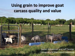 Using grain to improve goat
 carcass quality and value




               Susan Schoenian and Jeff Semler
               University of Maryland Extension
 