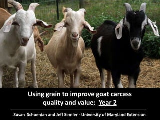 Using grain to improve goat carcass
quality and value: Year 2
Susan Schoenian and Jeff Semler - University of Maryland Extension

 
