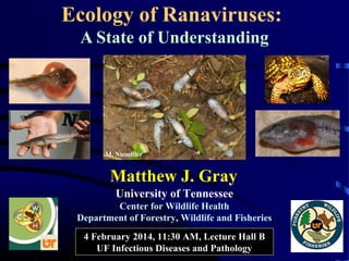Ecology of Ranaviruses:
A State of Understanding

M. Niemiller

Matthew J. Gray
University of Tennessee
Center for Wildlife Health
Department of Forestry, Wildlife and Fisheries
4 February 2014, 11:30 AM, Lecture Hall B
UF Infectious Diseases and Pathology

 