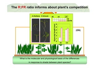 The R:FR ratio informs about plant’s competition
C.hirsutaA.thaliana d0 d3 d7
W
mm)
6
5
W
W+FR
low R:FR (ON)
yllength(m
3
4
5
At Ch
Hypocoty
0
1
2
At Ch
shade-AVOIDANCEshade-TOLERANT
Wh t i th l l d h i l i l b i f th diff(A. thaliana)(Cardamine hirsuta)What is the molecular and physiological basis of the differences
in response to shade between plant species?
 