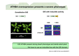 ATHB4 overexpresion presents a severe phenotype
Constitutive O/E O/E with inducible activity
ATHB435S ATHB4 GR35S
wt - DEX + DEX
wt
1 cm
wt
ATHB4-GR
homozygotes
ATHB4
O/E ATHB4 present strong dwarf phenotype and sterile adult plant.
We have to use an inducible line with the GR domainWe have to use an inducible line with the GR domain.
[Sorin et al. (2009) The Plant Journal 59(2):266-77]
 