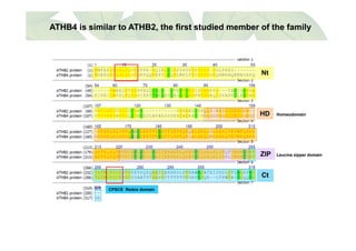 ATHB4 is similar to ATHB2, the first studied member of the familyATHB4 is similar to ATHB2, the first studied member of the family
Nt
HomeodomainHD
L i i d iZIP Leucine zipper domainZIP
Ct
CPSCE Redox domain
 