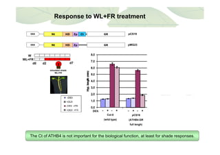 Response to WL+FR treatment
Nt HD Zp GRCt pCS1935S
W
WL+FR
Nt HD Zp GR pMG2335S
simulated shade
WL+FR
WL+FR
d0 d2 d7
- + - +- + - +- + - + - + - +DEX:
pMG23.2.5pMG23.1.4Col-0
(wild type)
pCS19
(ATHB4-GR
full lengh)
The Ct of ATHB4 is not important for the biological function, at least for shade responses.
 