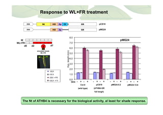 Response to WL+FR treatment
Nt HD Zp GRCt pCS1935S
HD Zp GR pMG2435S
7,0
8,0
pMG24W
WL+FR
5,0
6,0
th(mm)
simulated shade
WL+FR
d0 d2 d7
2,0
3,0
4,0
Hyp.lengt
0,0
1,0
Col-0 pCS19 pMG24.5.2 pMG24.12.6- + - + - + - + - + - +- + - +DEX:
Col-0
(wild type)
pCS19
(ATHB4-GR
full lengh)
pMG24.12.6pMG24.5.2
The Nt of ATHB4 is necessary for the biological activity, al least for shade response.
 