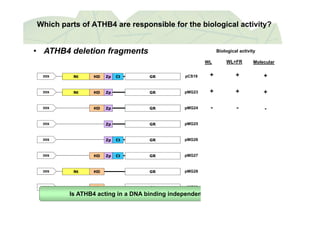 Which parts of ATHB4 are responsible for the biological activity?
• ATHB4 deletion fragments
WL+FR Molecular
Biological activity
WL
+ +
WL+FR MolecularWL
+Nt HD Zp GRCt pCS1935S
+
-
+
-
+
-
Nt HD Zp GR pMG2335S
HD Zp GR pMG2435S
- n.a.-Zp GR pMG2535S
GR MG2635S Z C -
-
-
-
-
-
GR pMG2635S Zp Ct
HD GR pMG2735S Zp Ct
+
-
+
n a
+
-
HD GR pMG2835S Nt
pMG29HD GR35S
- n.a.-
Is ATHB4 acting in a DNA binding independent manner?
 