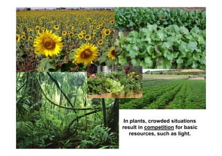 In plants, crowded situations
result in competition for basic
resources, such as light.
 