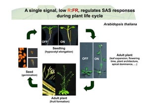 A single signal, lowA single signal, low RR::FRFR, regulates SAS responses, regulates SAS responses
during plant life cycleduring plant life cycleg p yg p y
Arabidopsis thaliana
ONOFF
Adult plant
Seedling
(hypocotyl elongation)
Adult plant
(leaf expansion, flowering
time, plant architecture,
apical dominance, …)
ONOFF
Seed
(germination)
Adult plant
(fruit formation)
 
