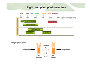 Light and plant photoreceptorsLight and plant photoreceptors
300 400 500 600 700 800 Light wavelength (nm)
uv-B uv-A blue green yellow RED FAR RED
300 400 500 600 700 800 Light wavelength (nm)
CRYPTOCHROMES
PHOTOTROPINS
PHYTOCHROMES
omorphogenesis
UVB
CAROTENOIDS
CHLOROPHYLLS
Photsynthesis
CHLOROPHYLLS CHLOROPHYLLS
Photo
CHLOROPHYLLS
in light-grown plants
high R:FR
ResponsesSynthesis
R
FR
Pr
inactive
low R:FR Pfr
active
 