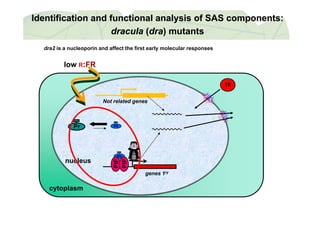 Identification and functional analysis of SAS components:Identification and functional analysis of SAS components:
draculadracula ((dradra) mutants) mutants
l FR
dra2 is a nucleoporin and affect the first early molecular responses
(( ))
low R:FR
TFTF
Not related genes
PfrPr
nucleus
Pfr
IF
IF
cytoplasm
P
P
genes 1ry
cytoplasm
 