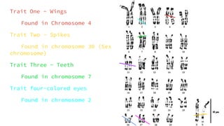 Trait One - Wings
Found in Chromosome 4
Trait Two - Spikes
Found in chromosome 30 (Sex
chromosome)
Trait Three - Teeth
Found in chromosome 7
Trait four-colored eyes
Found in chromosome 2
 