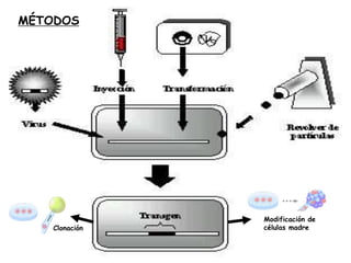 MÉTODOS
Modificación de
células madre
Clonación
 