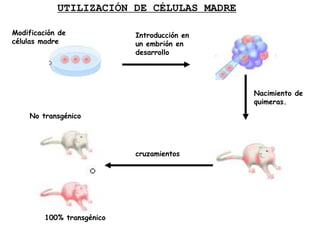 Introducción en
un embrión en
desarrollo
Nacimiento de
quimeras.
cruzamientos
No transgénico
UTILIZACIÓN DE CÉLULAS MADRE
Modificación de
células madre
100% transgénico
 