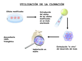 UTILIZACIÓN DE LA CLONACIÓN
descendiente
100%
transgénico
Células modificadas Introducción
del núcleo
de las células
modificadas
en un óvulo
anucleoado
Estimulación “in vitro”
del desarrollo del óvulo
implantación en
madre
 