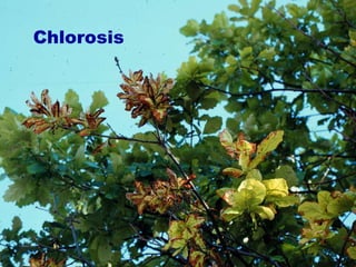 Chlorosis 