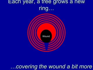 Trunk Wound Each year, a tree grows a new ring… … covering the wound a bit more Wound 