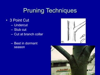Pruning Techniques 3 Point Cut Undercut Stub cut Cut at branch collar Best in dormant season 