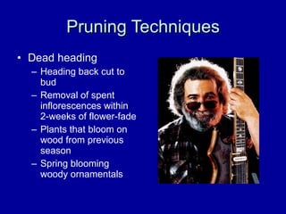 Pruning Techniques Dead heading Heading back cut to bud Removal of spent inflorescences within 2-weeks of flower-fade Plants that bloom on wood from previous season Spring blooming woody ornamentals 