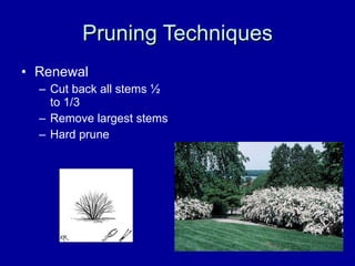 Pruning Techniques Renewal Cut back all stems ½ to 1/3  Remove largest stems Hard prune 