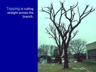 Topping  is cutting straight across the branch. 