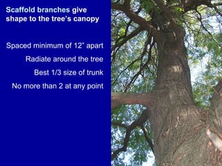 Scaffold branches  give shape to the tree’s canopy Spaced minimum of 12” apart Radiate around the tree Best 1/3 size of trunk No more than 2 at any point 