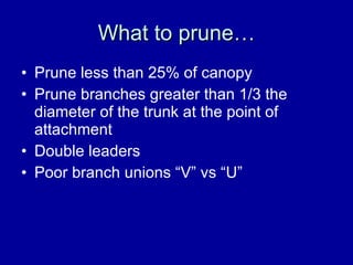 What to prune… Prune less than 25% of canopy Prune branches greater than 1/3 the diameter of the trunk at the point of attachment Double leaders Poor branch unions “V” vs “U” 