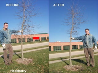 BEFORE AFTER Hackberry 
