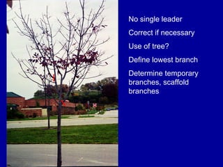 No single leader  Correct if necessary Use of tree? Define lowest branch Determine temporary branches, scaffold branches 