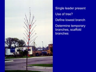 Single leader present Use of tree? Define lowest branch Determine temporary branches, scaffold branches 
