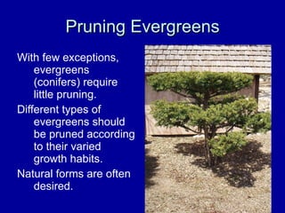 Pruning Evergreens With few exceptions, evergreens (conifers) require little pruning.  Different types of evergreens should be pruned according to their varied growth habits.  Natural forms are often desired. 