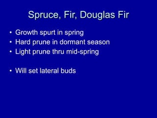 Spruce, Fir, Douglas Fir Growth spurt in spring Hard prune in dormant season Light prune thru mid-spring Will set lateral buds 