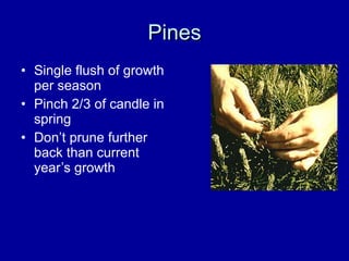 Pines Single flush of growth per season Pinch 2/3 of candle in spring Don’t prune further back than current year’s growth 