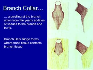 Branch Collar… …  a swelling at the branch union from the yearly addition of tissues to the branch and trunk. Branch Bark Ridge forms where trunk tissue contacts branch tissue 