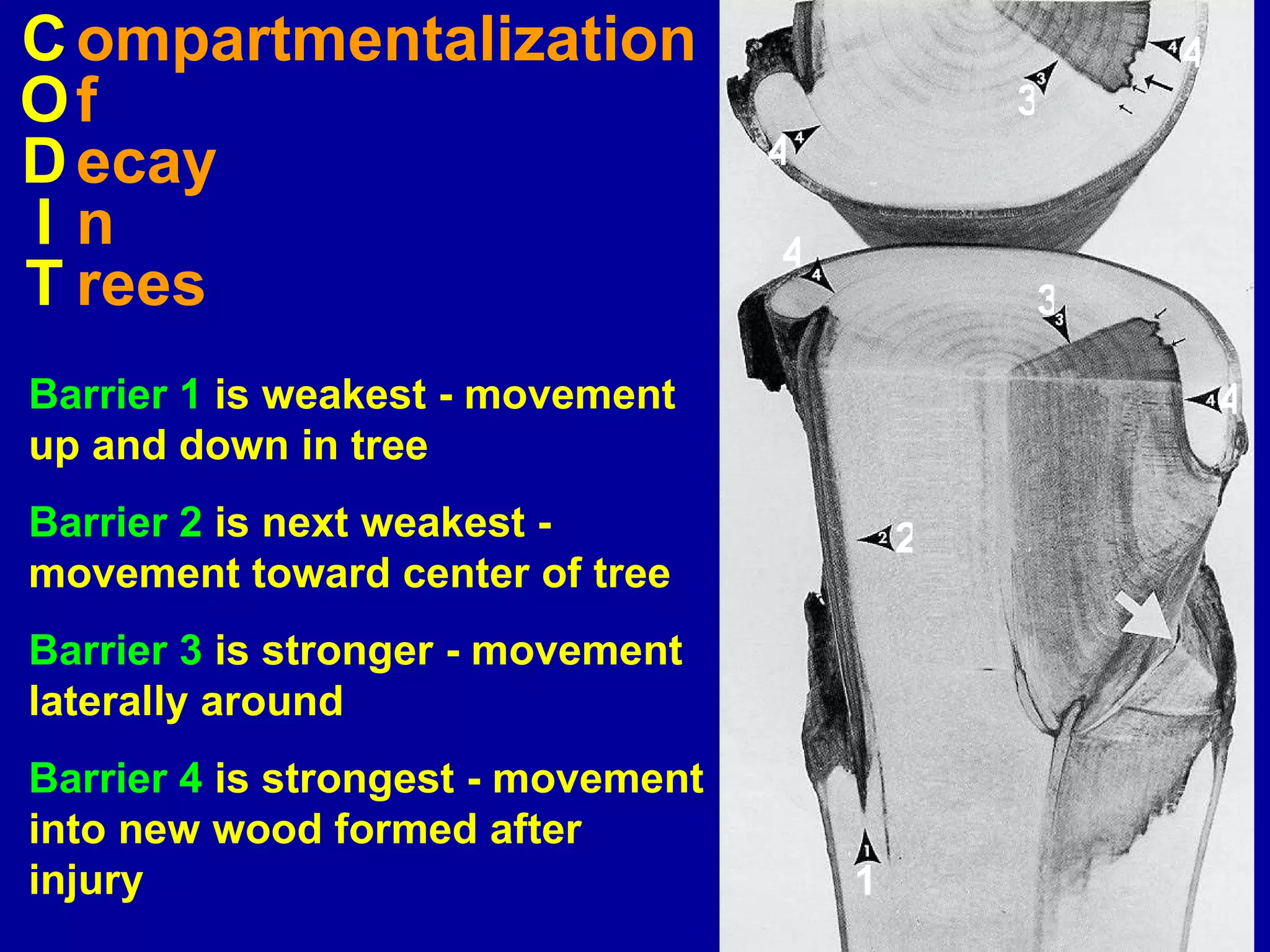C ompartmentalization O f D ecay I n T rees Barrier 1  is weakest - movement up and down in tree Barrier 2  is next weakest - movement toward center of tree Barrier 3  is stronger - movement laterally around Barrier 4  is strongest - movement into new wood formed after injury 3 3 4 4 4 4 2 1 