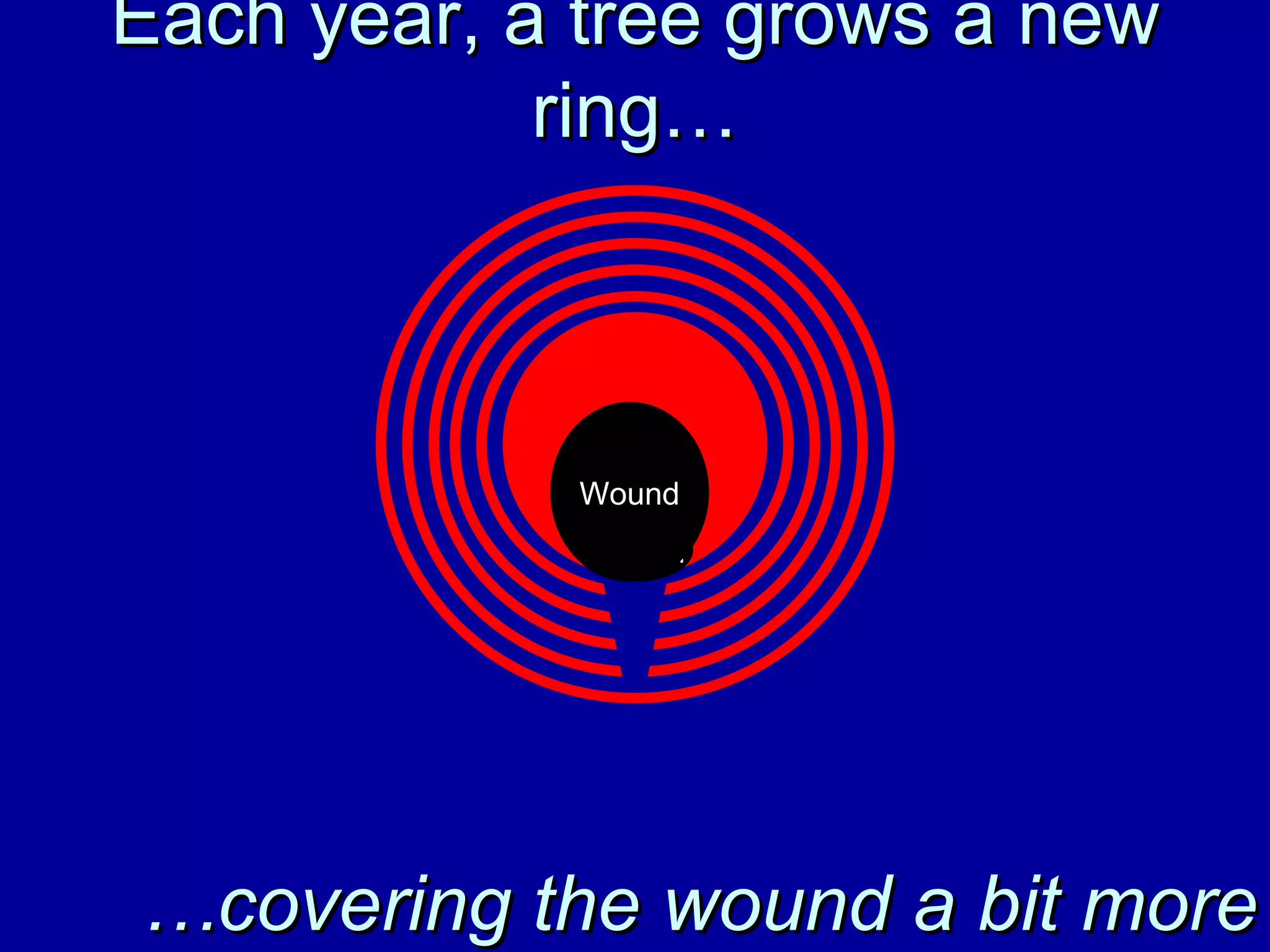 Trunk Wound Each year, a tree grows a new ring… … covering the wound a bit more Wound 