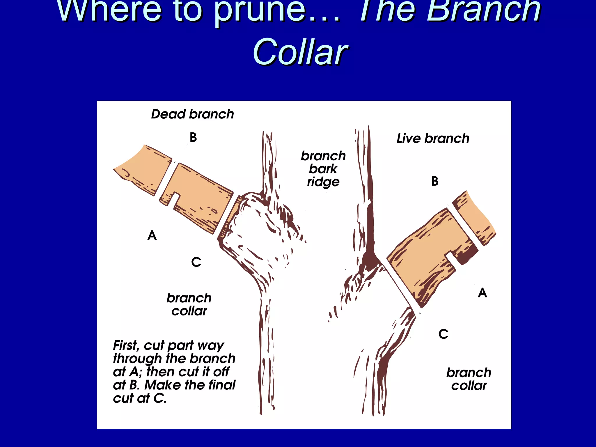 Where to prune…  The Branch Collar 