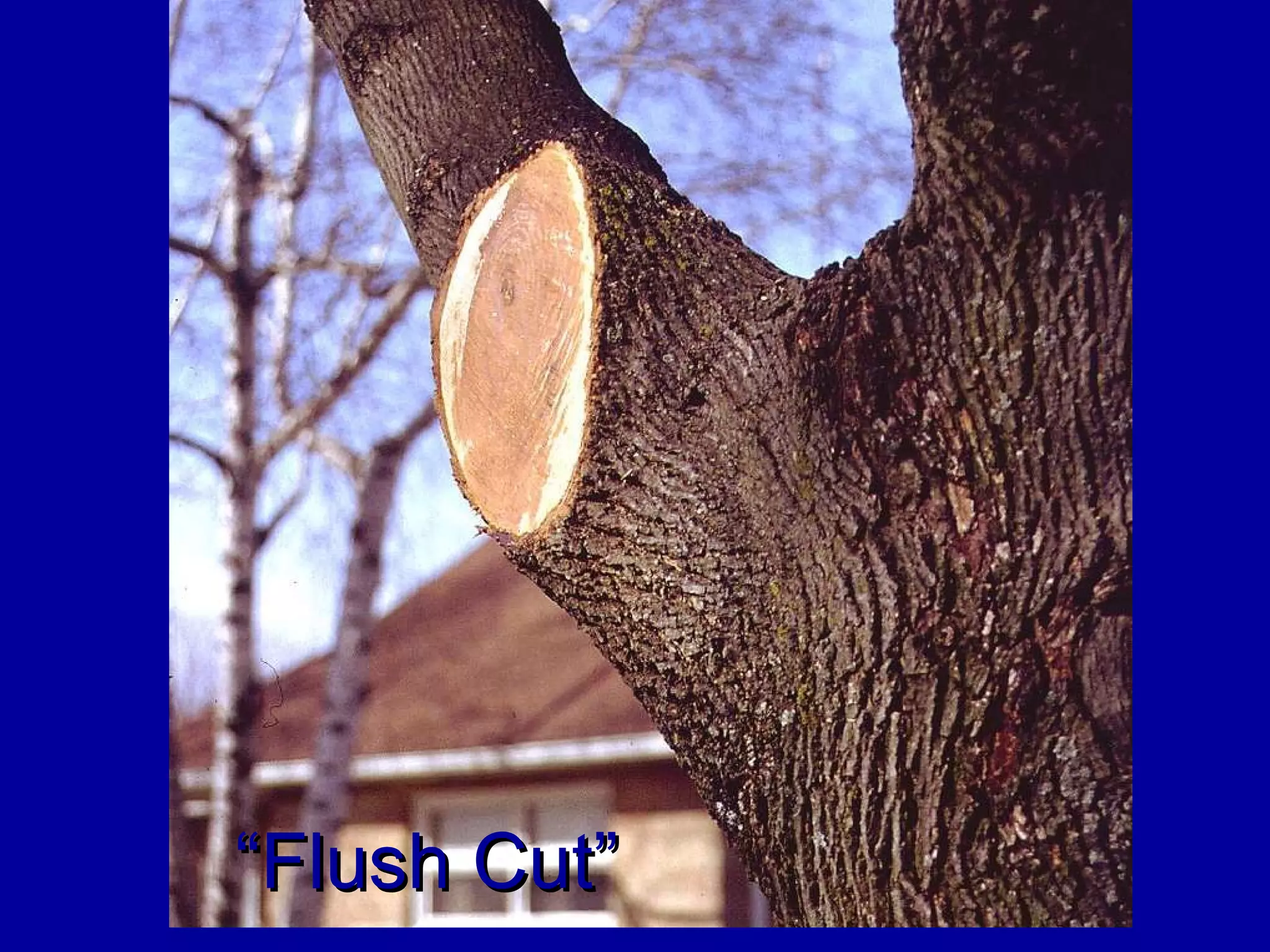 “ Flush Cut” 