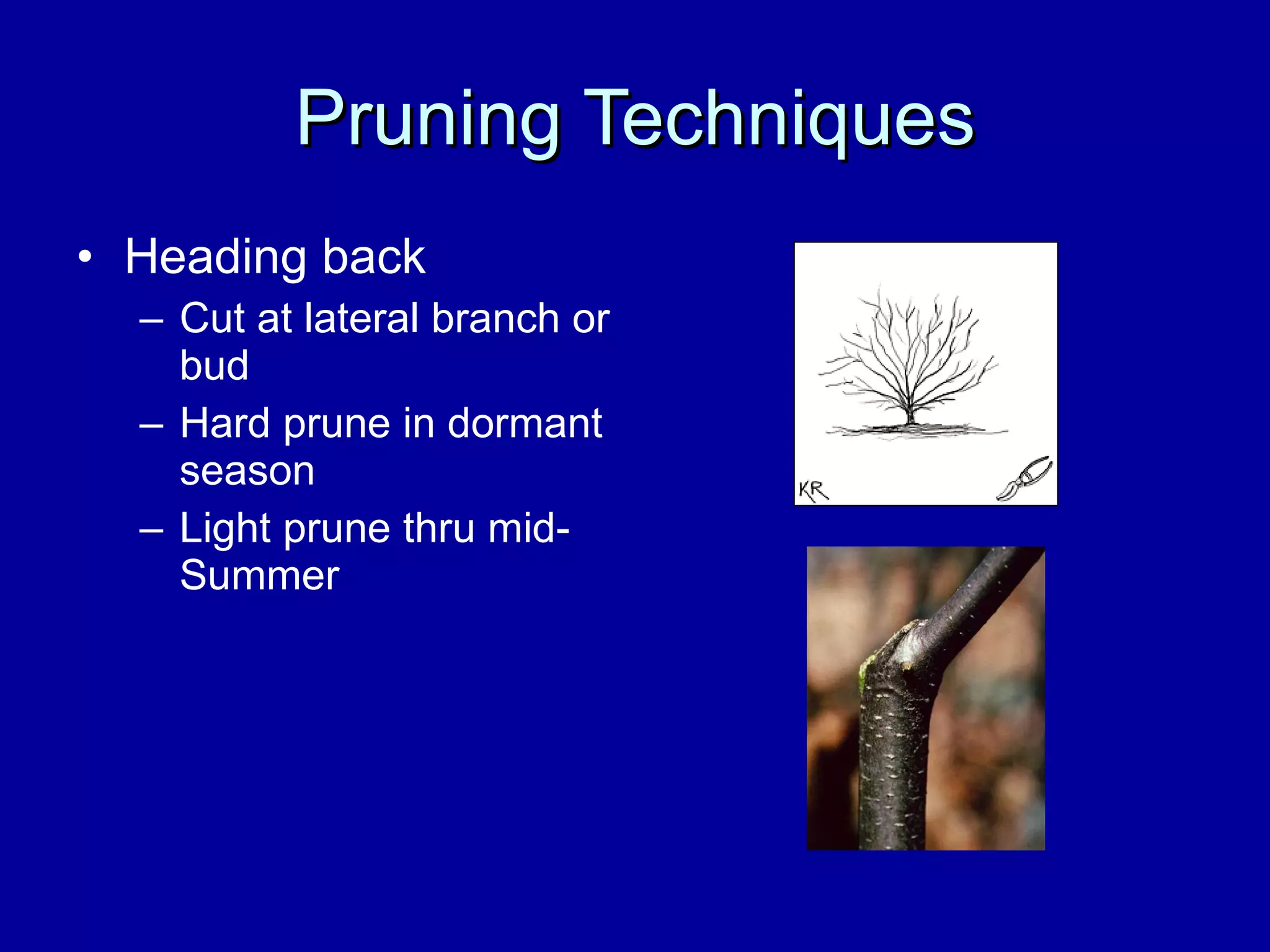 Pruning Techniques Heading back Cut at lateral branch or bud Hard prune in dormant season Light prune thru mid-Summer 