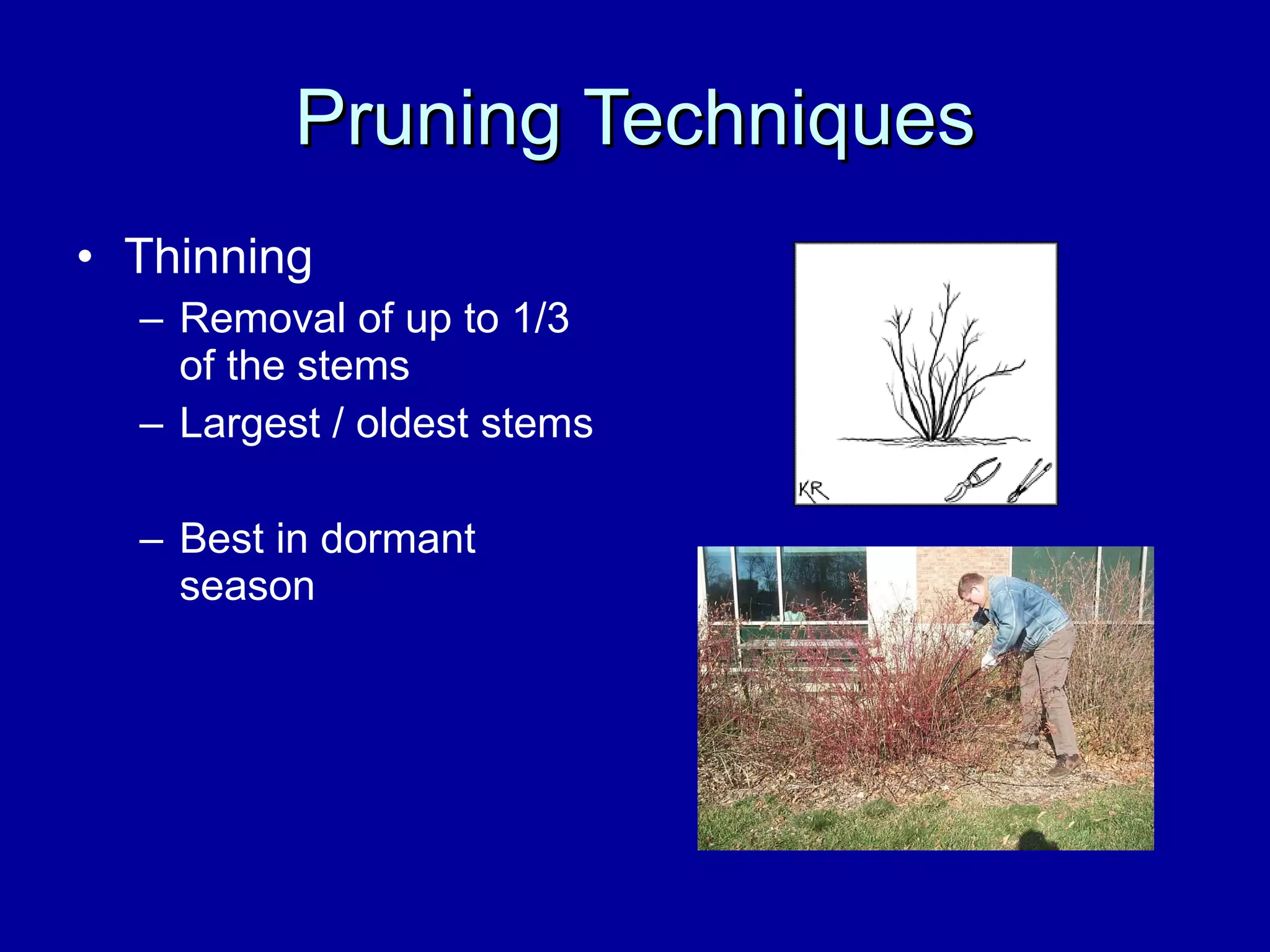 Pruning Techniques Thinning Removal of up to 1/3 of the stems Largest / oldest stems Best in dormant season 