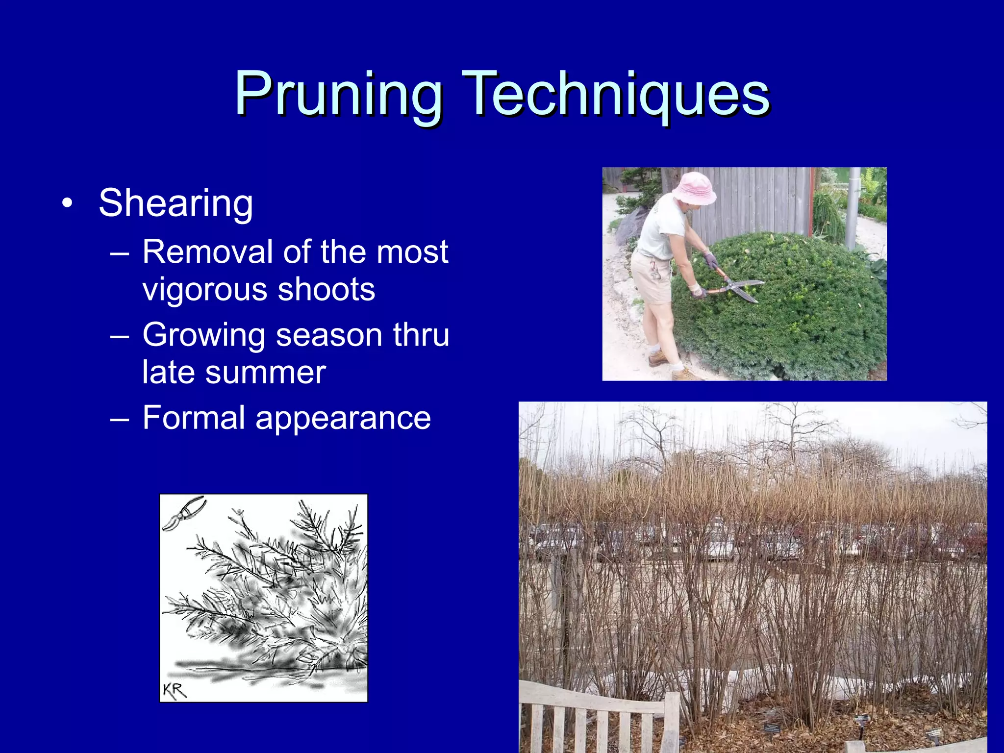 Pruning Techniques Shearing Removal of the most vigorous shoots Growing season thru late summer Formal appearance 