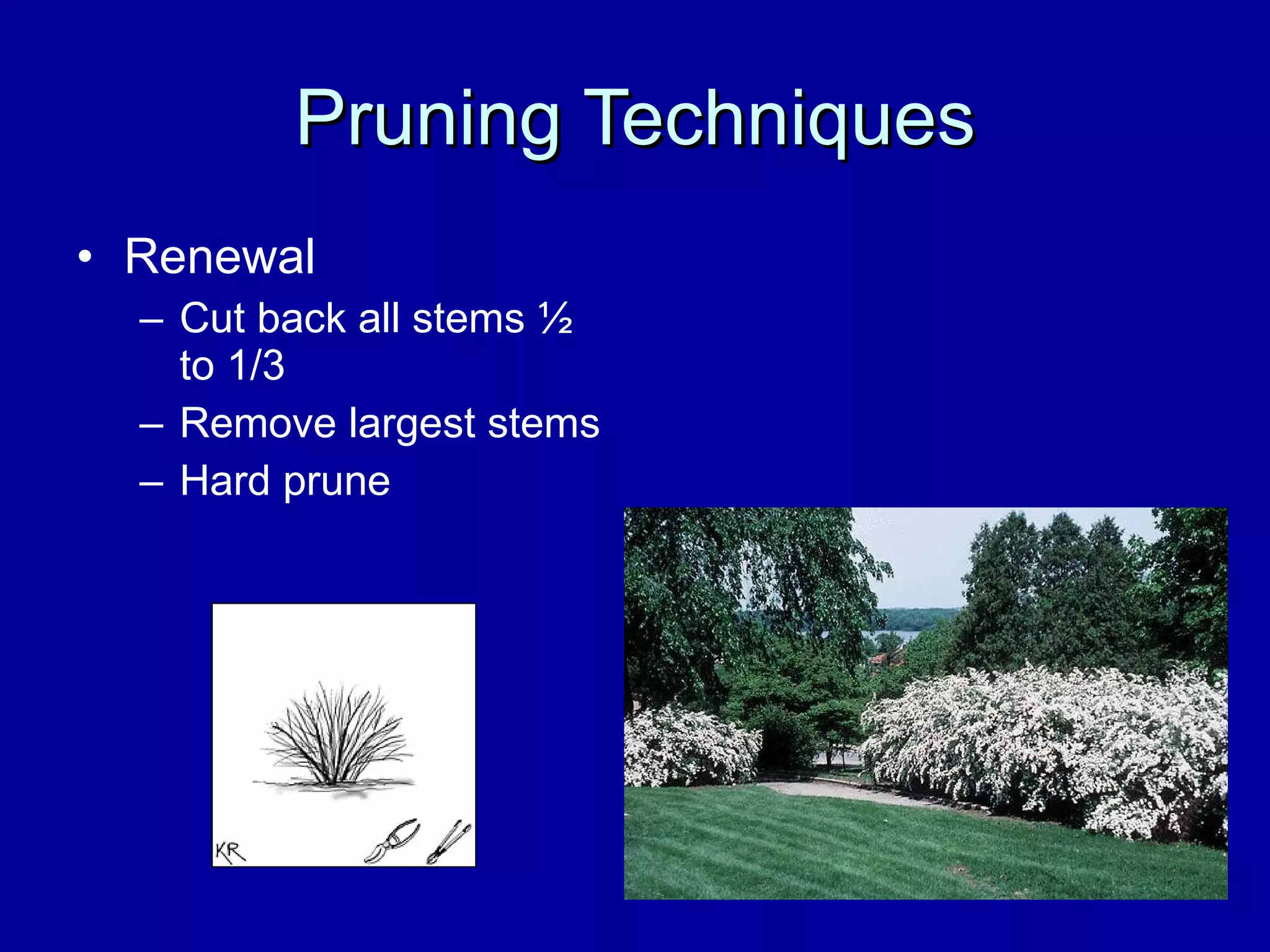 Pruning Techniques Renewal Cut back all stems ½ to 1/3  Remove largest stems Hard prune 