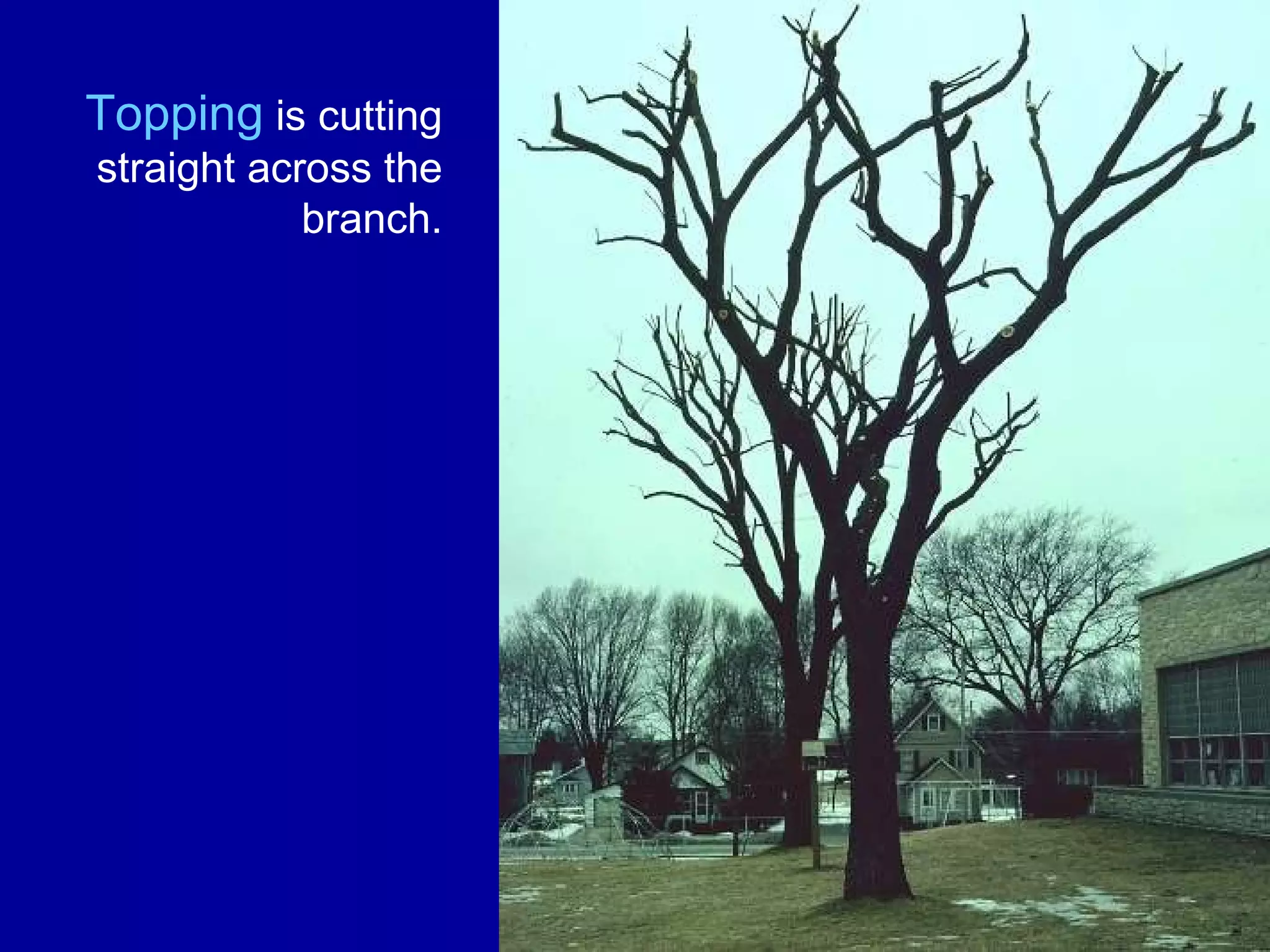 Topping  is cutting straight across the branch. 