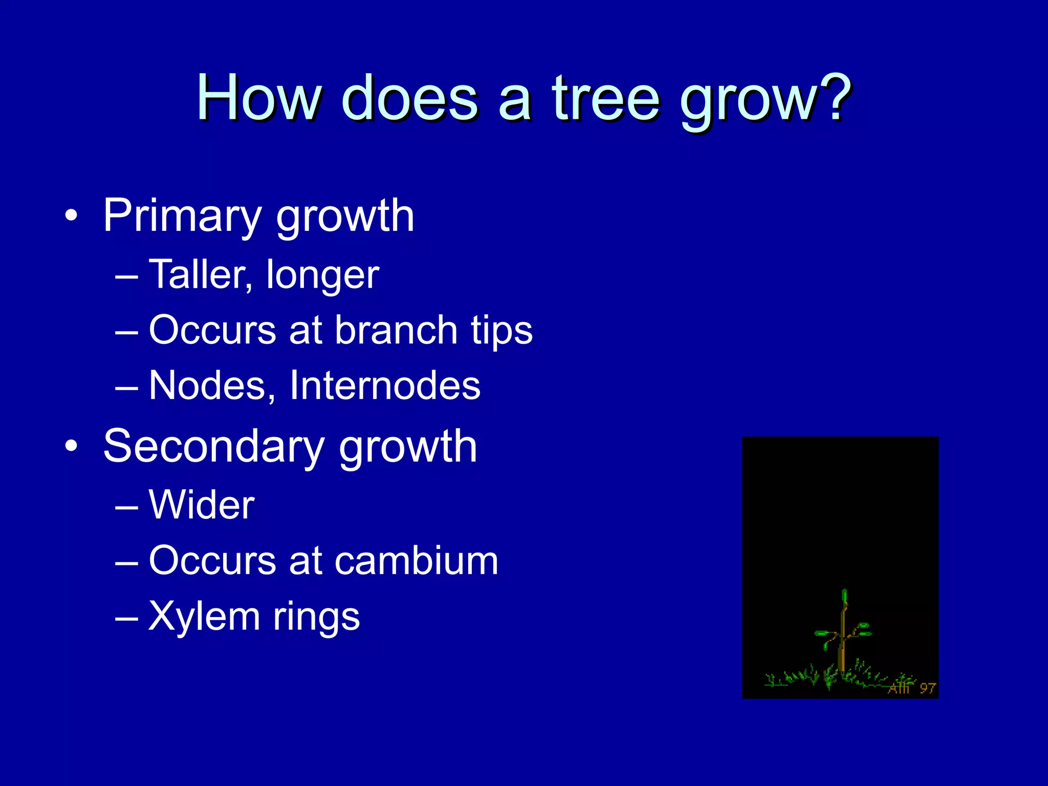 How does a tree grow? Primary growth Taller, longer Occurs at branch tips Nodes, Internodes Secondary growth Wider Occurs at cambium Xylem rings 