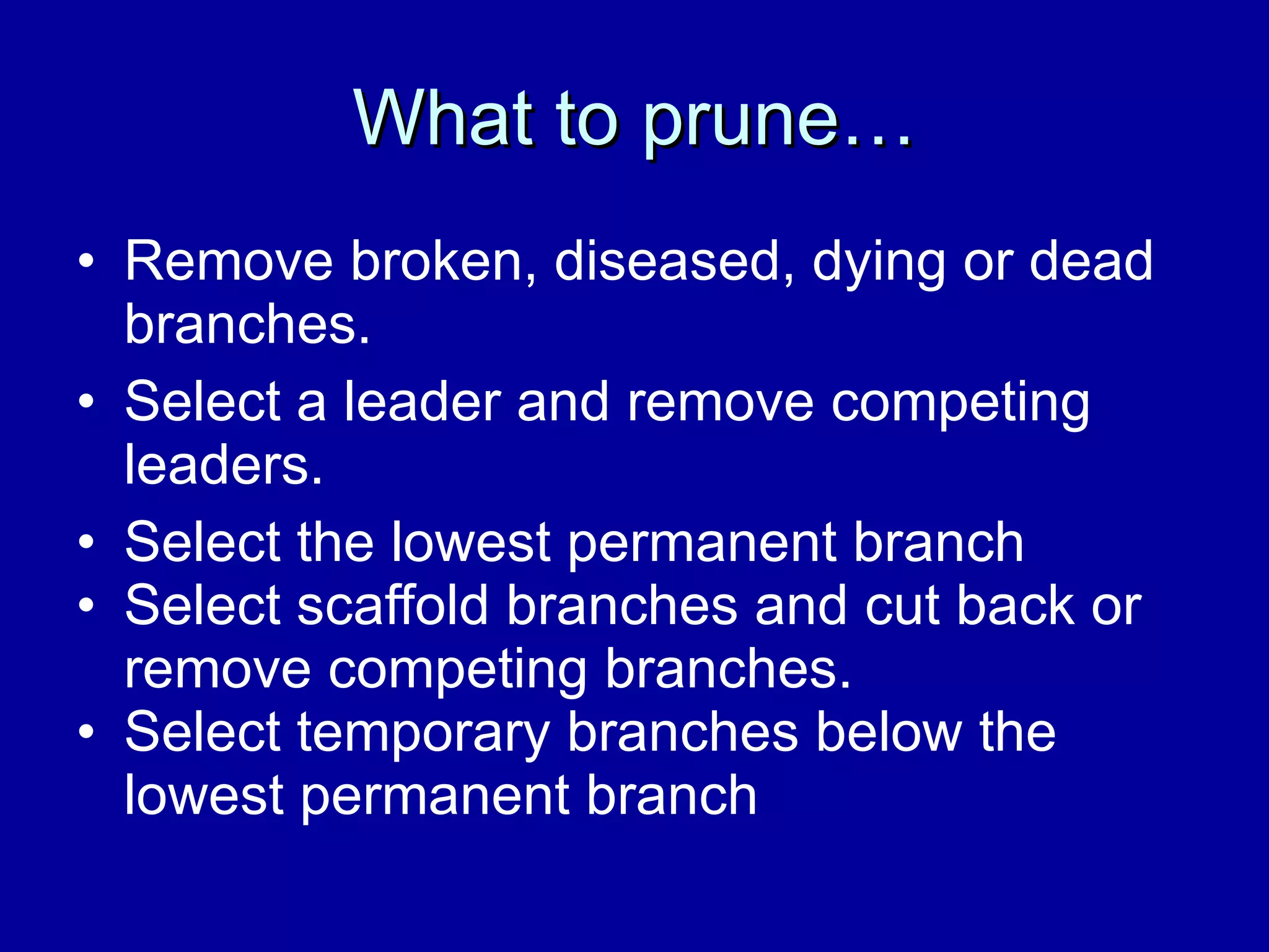 What to prune… Remove broken, diseased, dying or dead branches. Select a leader and remove competing leaders. Select the lowest permanent branch Select scaffold branches and cut back or remove competing branches. Select temporary branches below the lowest permanent branch 