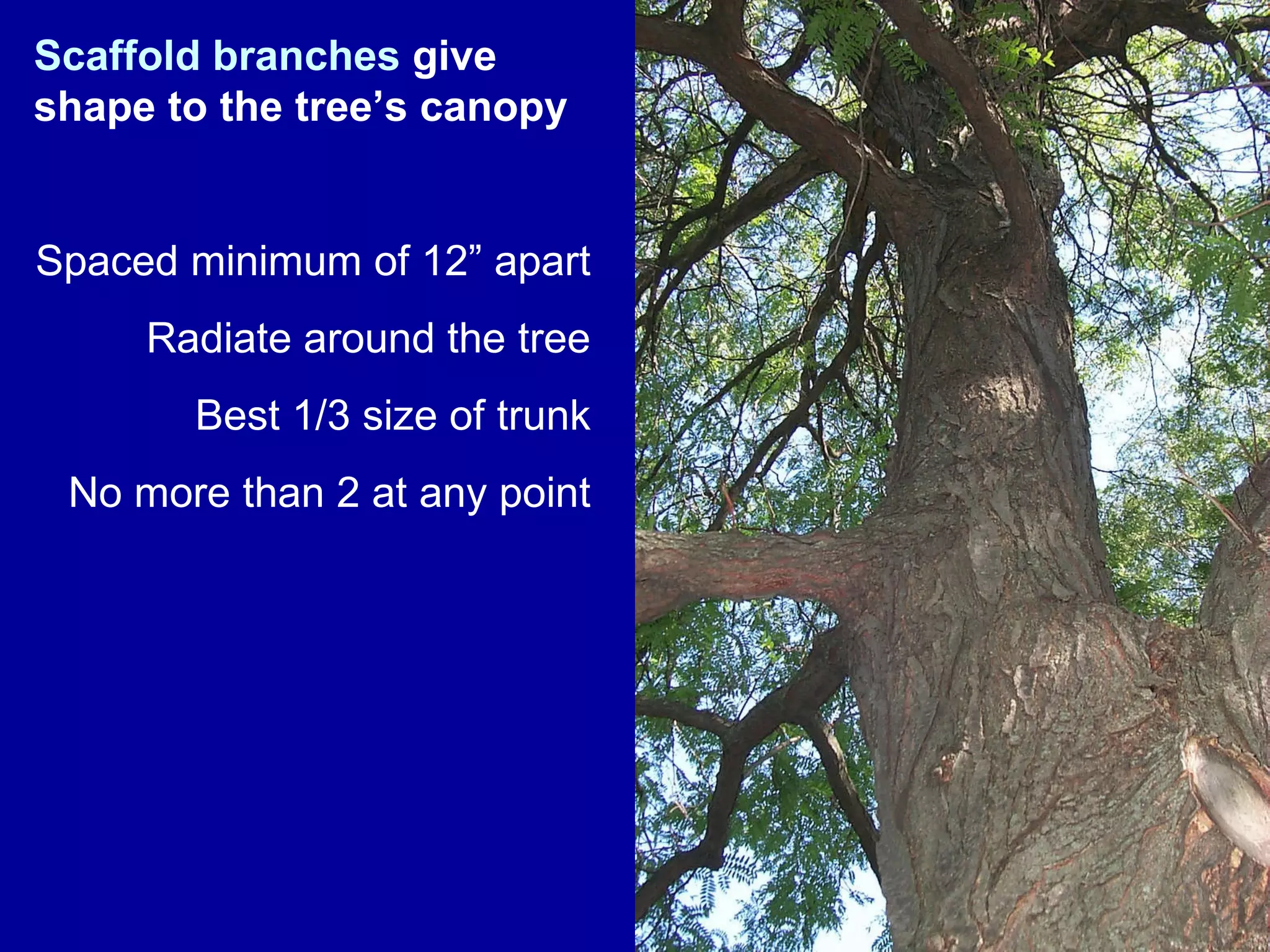Scaffold branches  give shape to the tree’s canopy Spaced minimum of 12” apart Radiate around the tree Best 1/3 size of trunk No more than 2 at any point 